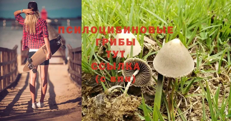 цены   Гагарин  Галлюциногенные грибы Psilocybe 